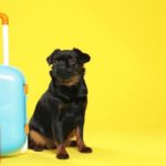 Vous prenez l'avion avec votre animal de compagnie cet été ? Dix choses à savoir