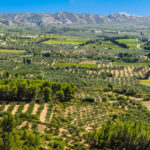 Gastronomie : La vallée des Baux-de-Provence, sur les chemins de l'huile d'olive