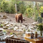 évasion garantie au pays des grizzlys dans la Sarthe