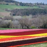 oÃ¹ admirer les plus belles floraisons du printemps en France