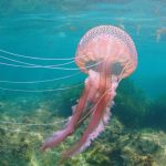 Quelles sont les communes du littoral oÃ¹ il y a le plus de mÃ©duses sur les plages ?