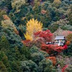 cinq lieux où admirer les feuillages d'automne dans l'archipel