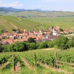 Anniversaire : La Route des vins d'Alsace fête ses 70 ans