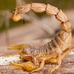 Un passager piqué par un scorpion sur un vol Dakar-Nantes