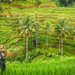 Formalités : Bali : la taxe touristique entre en vigueur le 14 février 2024