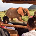 Ou partir pour un premier safari en famille avec les enfants ?