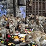 dans la cité historique de Lopburi, la situation se dégrade encore