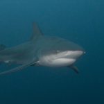 au Mozambique, sur le territoire du requin bouledogue