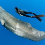 voyager pour voir des animaux, oui mais à quel prix ?