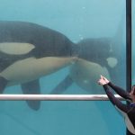 l’avenir bien sombre de Wikie et Keijo, les orques du Marineland