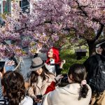 Au Japon, l’art de plus en plus délicat de prévoir la floraison des cerisiers