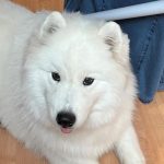 une pétition lancée après la mort violente d’un jeune chien à l’aéroport