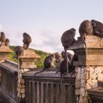 Dans ce temple de Bali, attention aux singes voleurs de téléphones