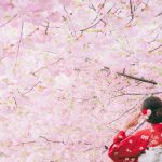 Au Japon, le changement climatique rend la floraison des cerisiers complexe à prédire
