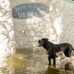 «Majordogs», hôtels canins, site dédié... Comment le «toutourisme» fait sa niche