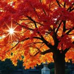japon-automne-momiji