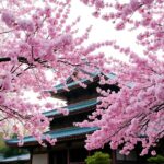 japon-cerisiers-sakura
