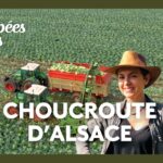 Alsace : Krautergersheim, la capitale de la choucroute - Échappées belles